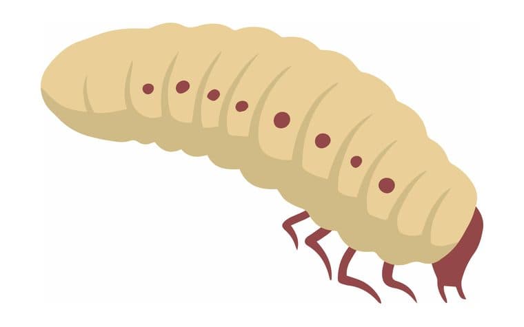 Houtworm bestrijden