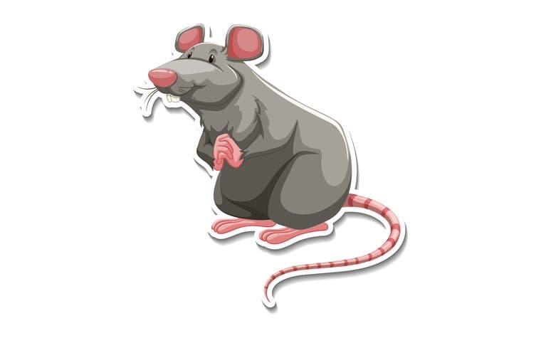 Ratten bestrijden